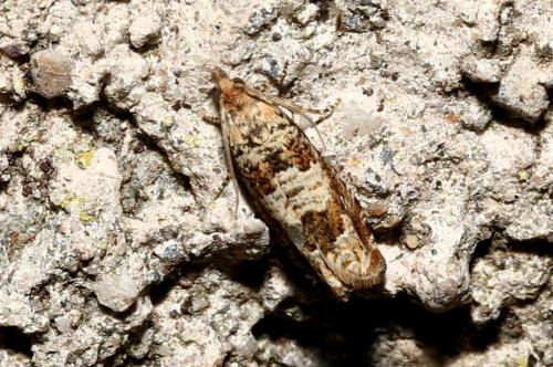 Epiblema hepaticana